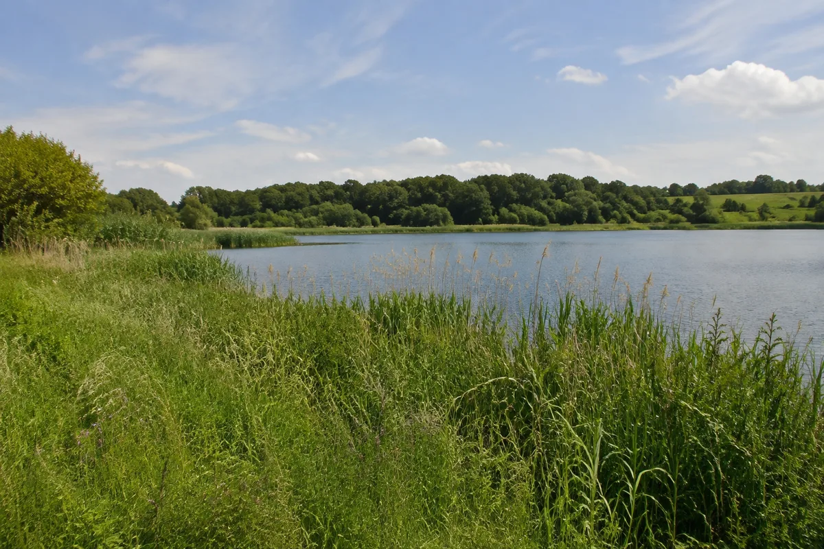 Schilfufer und Wiesen am Sumpfsee bei Güstrow