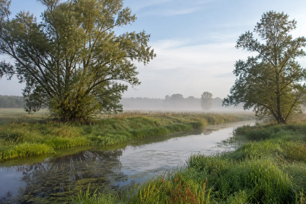 Erlen und feuchte Wiesen in der Nebelniederung bei Klueß
