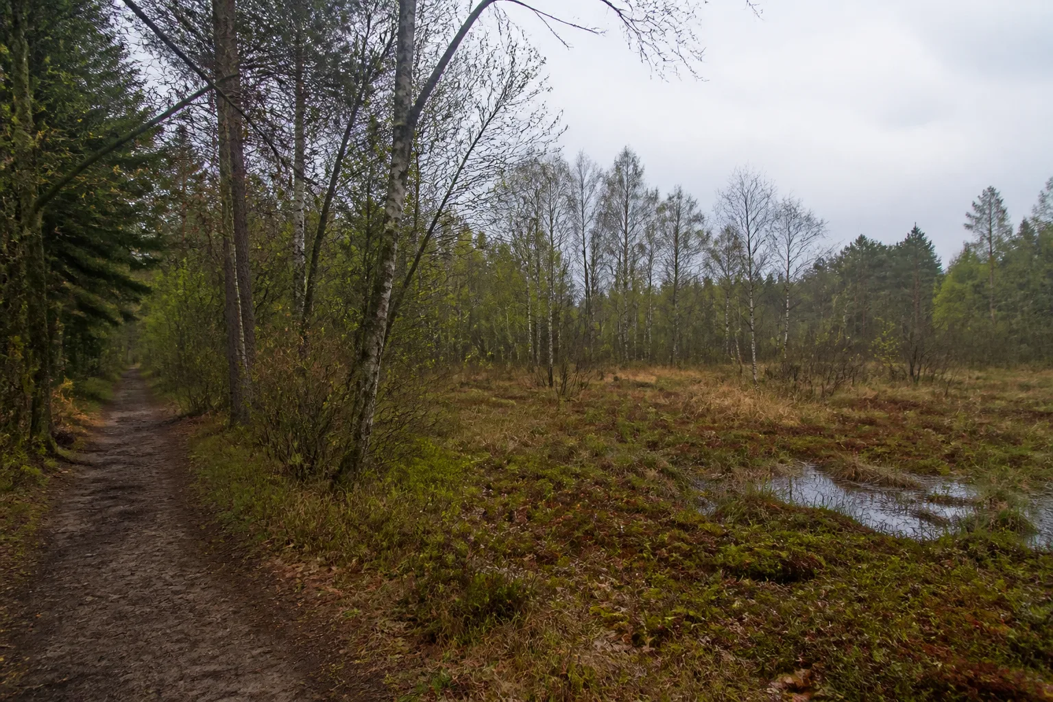 Weg am Rand des Hühnermoors bei Marienfeld im Kreis Gütersloh