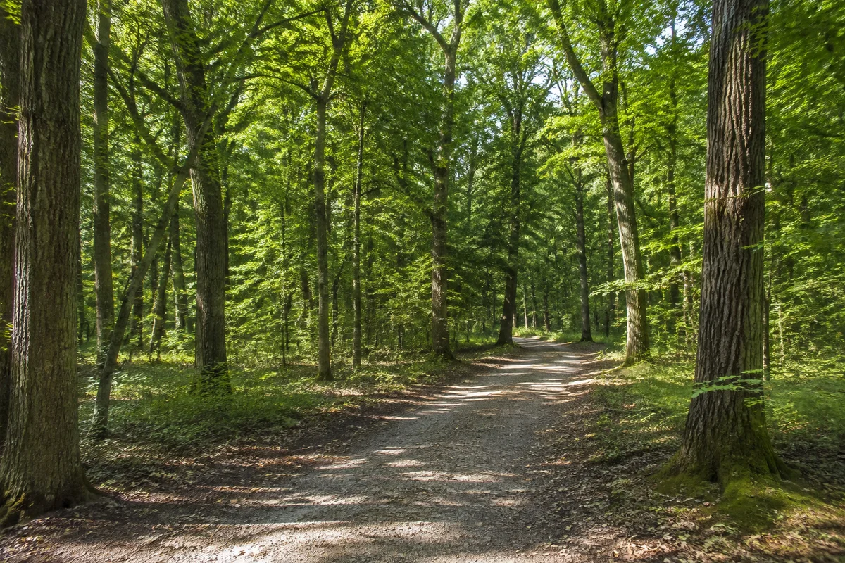 Artenreicher Eichenwald im Gunzenhäuser Burgstallwald, breite unbefestigte Gehwege, belaubte Kronen und wenig Relief, keine erfundenen Römerbauten.