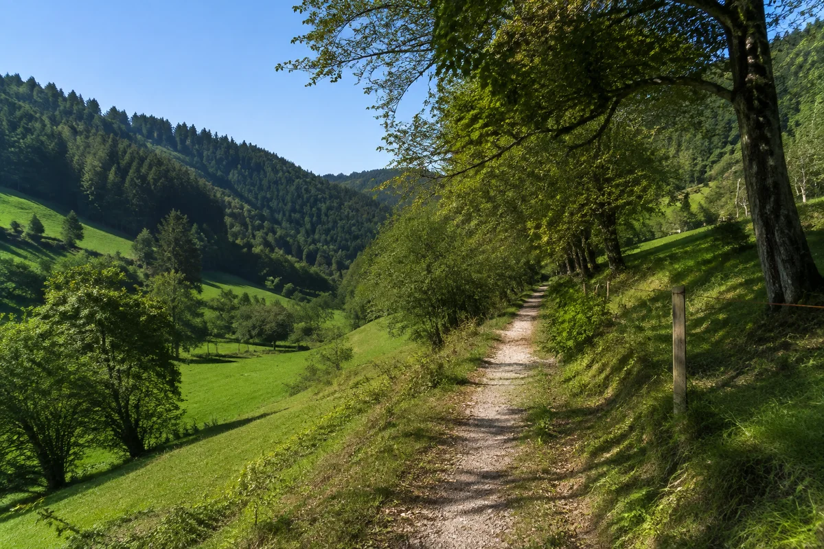 Westliches Seitental mit bäuerlichen Wiesen und Schwarzwaldhöfen.