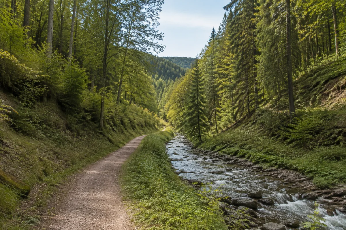 Weiterer Seitentalzug zwischen Waldhängen mit schmalem Bachlauf.