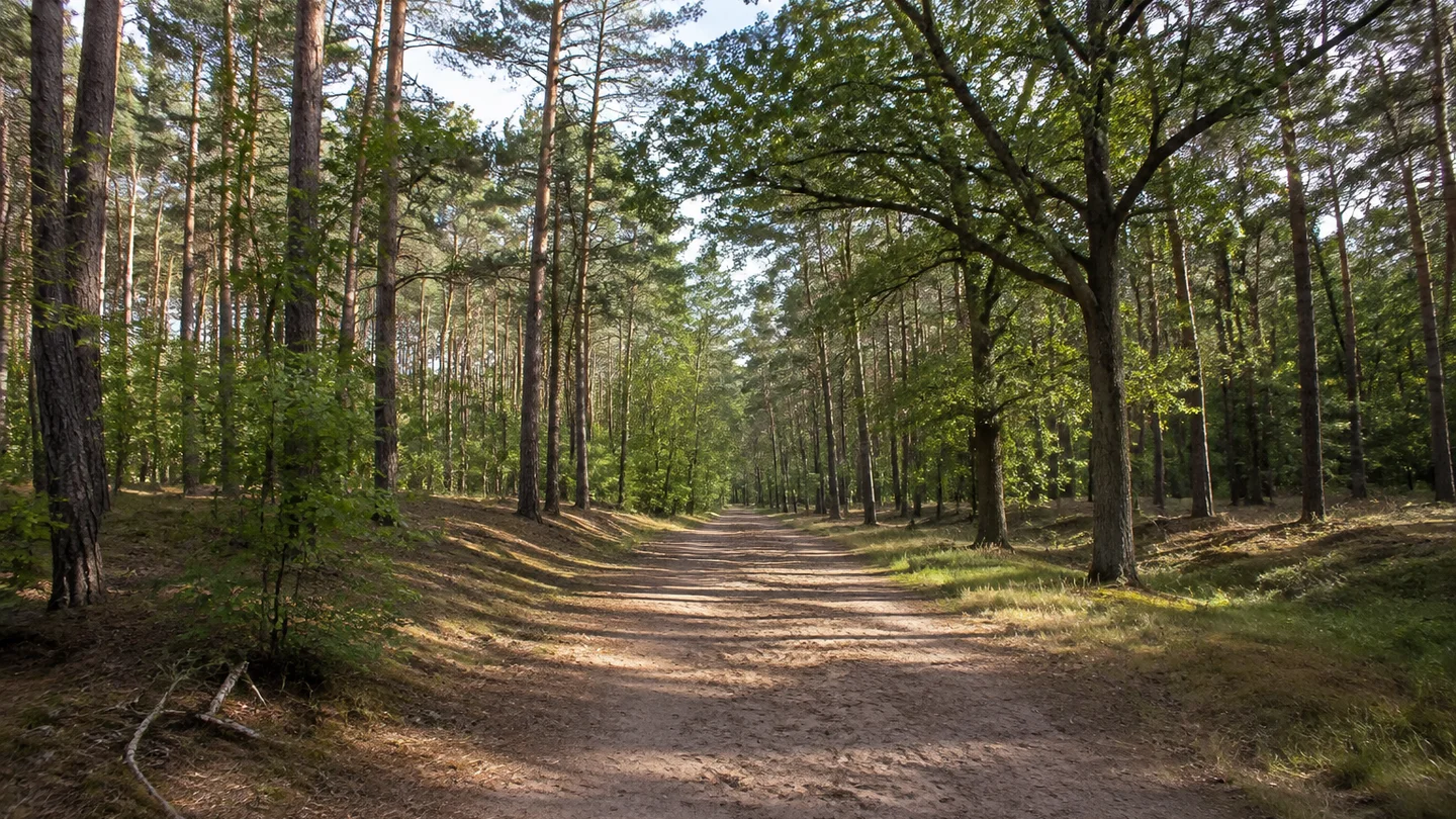 Halle (Saale): Dölauer Heide am Heidesee: Hallesche Dölauer Heide: Breiter Waldweg durch gemischten Kiefern- und Eichenwald auf leicht gewelltem sandigem Boden