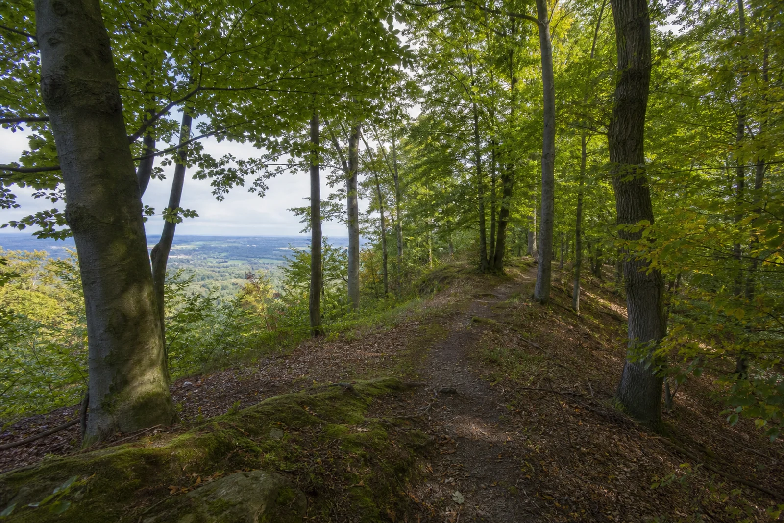 Kammweg im Teutoburger Wald oberhalb von Halle