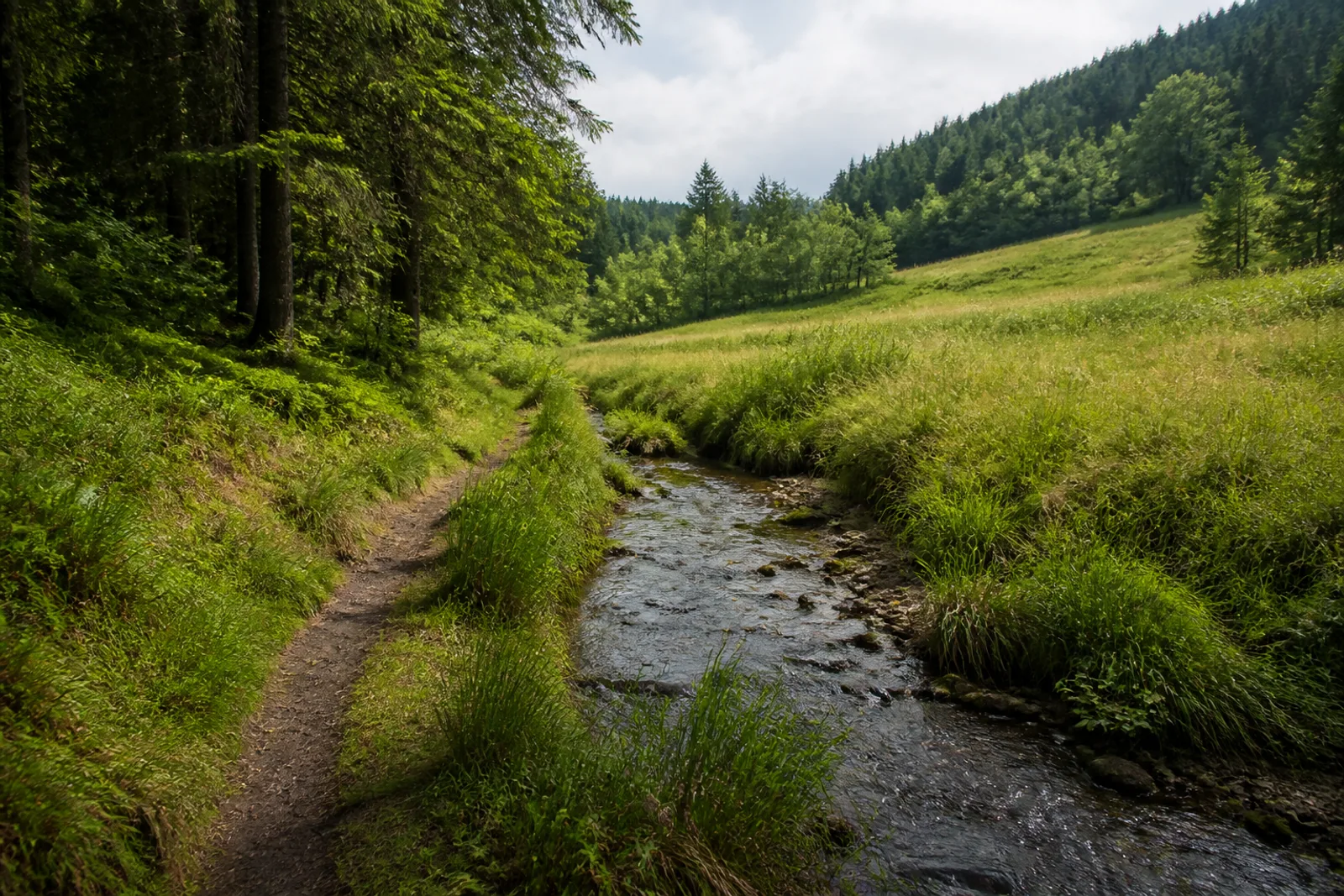 schmaler Wiesenpfad im Liesetal