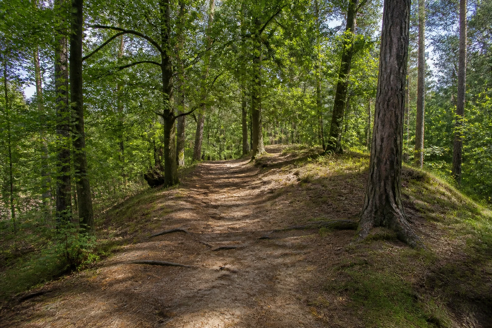 Sandiger Waldweg in der Haard bei Haltern am See