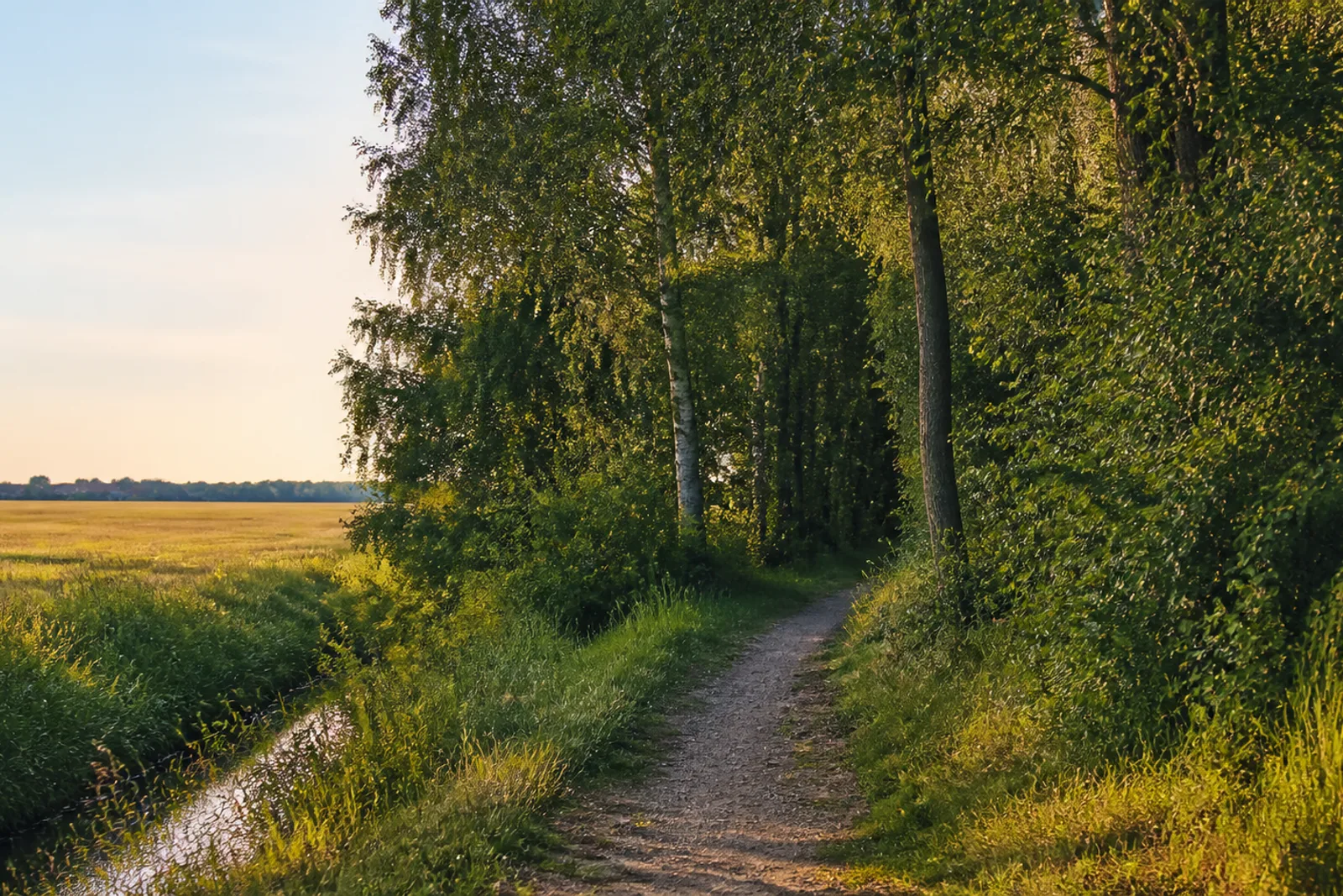 Feldrandweg am jungen Mischwald Pilsholz bei Westtünnen