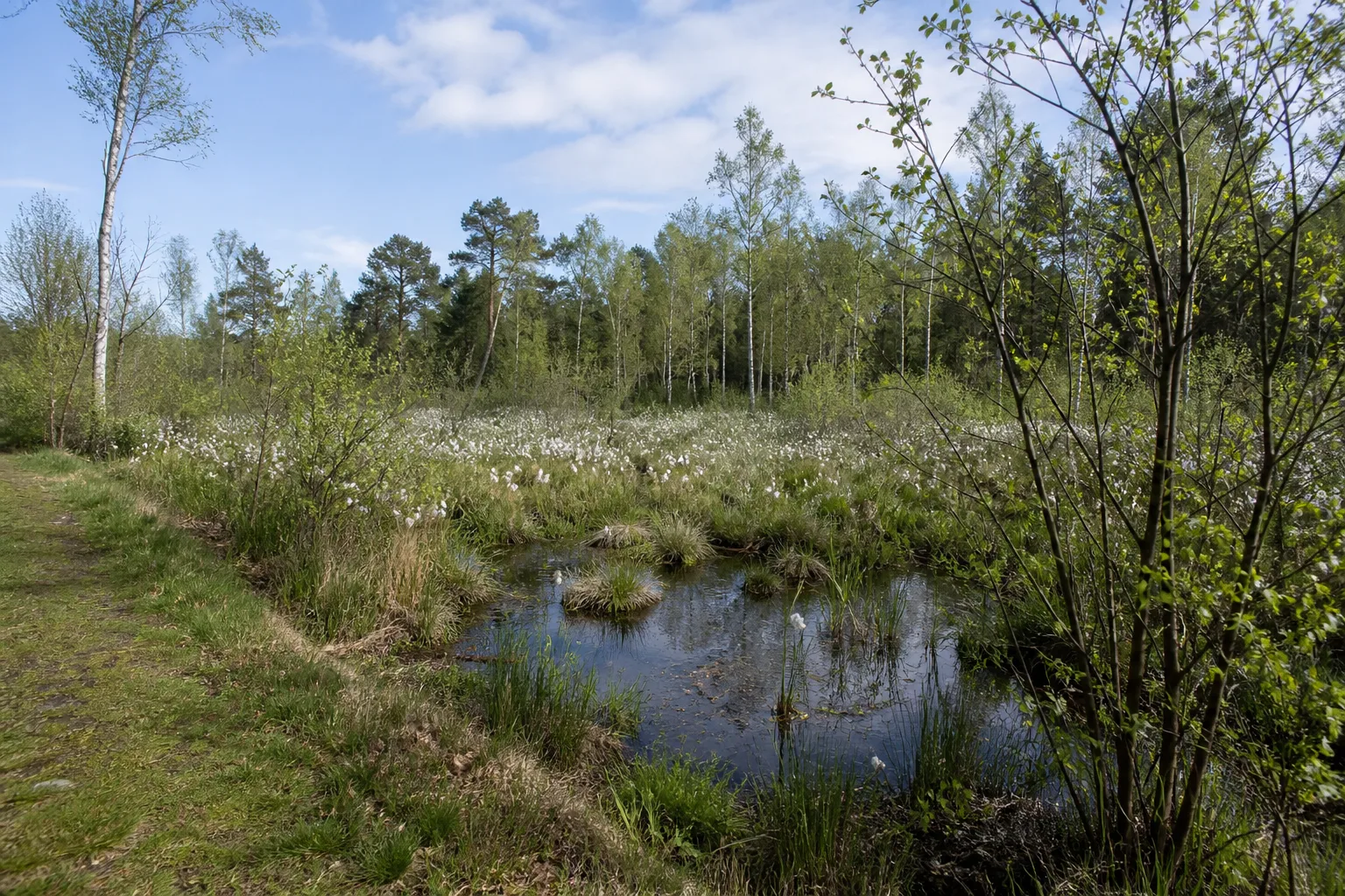 Hühnermoor bei Harsewinkel