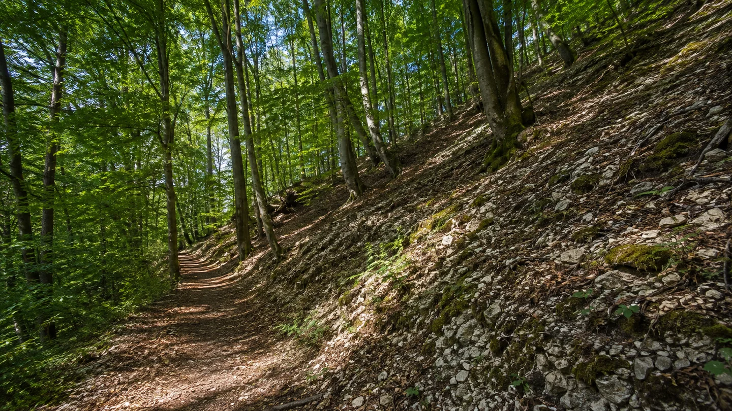 Hartenstein (Mittelfranken): Hartenstein Rathauszugang: Hangwald am Hirtenberg: Buchenwald am Hirtenberg bei Hartenstein mit hellem Kalkschutt, geneigtem Boden und einem gewöhnlichen Waldweg.