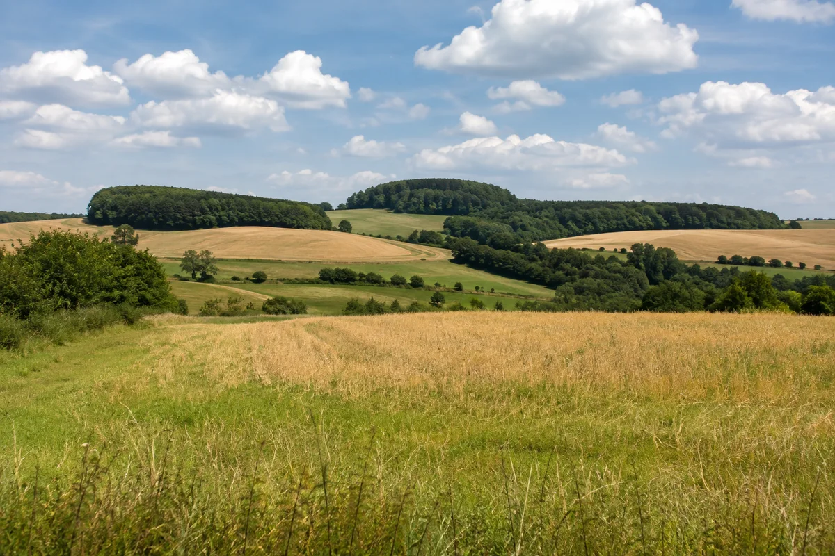Offenes leicht hügeliges Ackerland bei Dankerode mit Rainen und Buchenwaldinseln im Unterharz