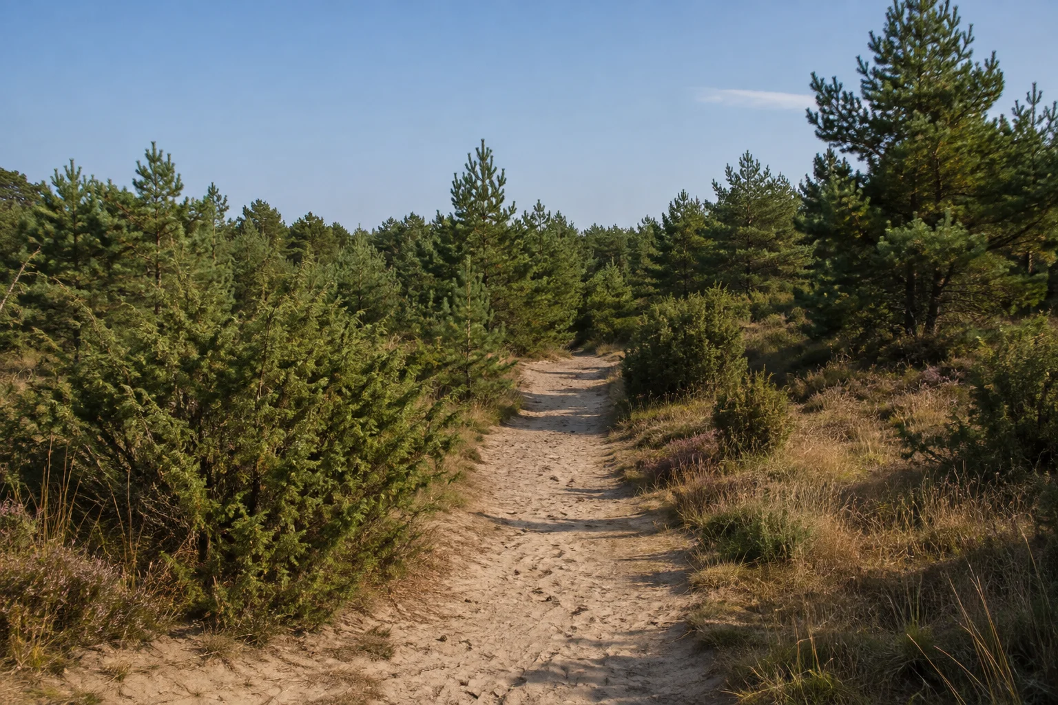 Sandiger Weg im Haselünner Umland mit Wacholdern und niedrigem Kiefernwald