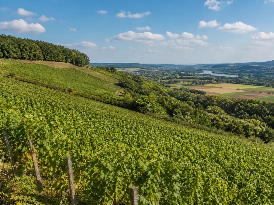 Reben oberhalb Zeil: Sonniger Weinberghang oberhalb Zeil am Main mit niedrigem bewaldetem Höhenrand und Blick in das breite Maintal