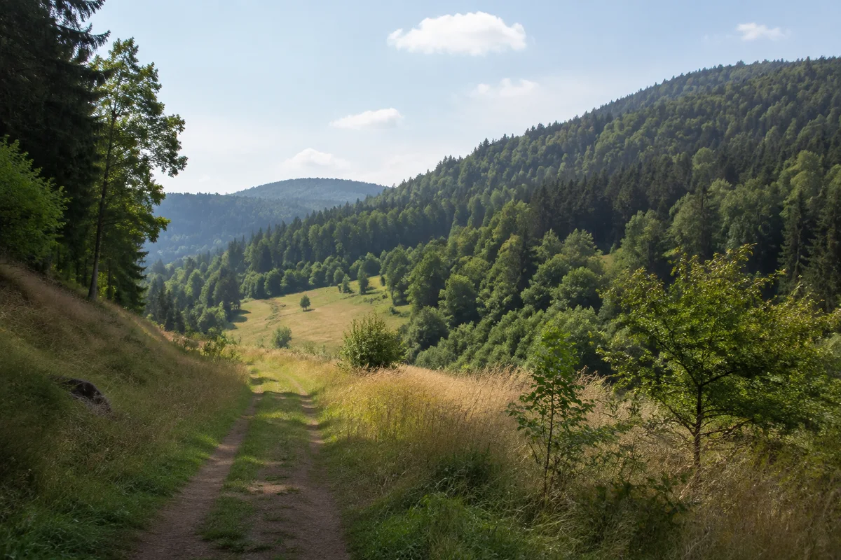 Westlicher Seitentalzug mit Wiesenstreifen und Mischwald.