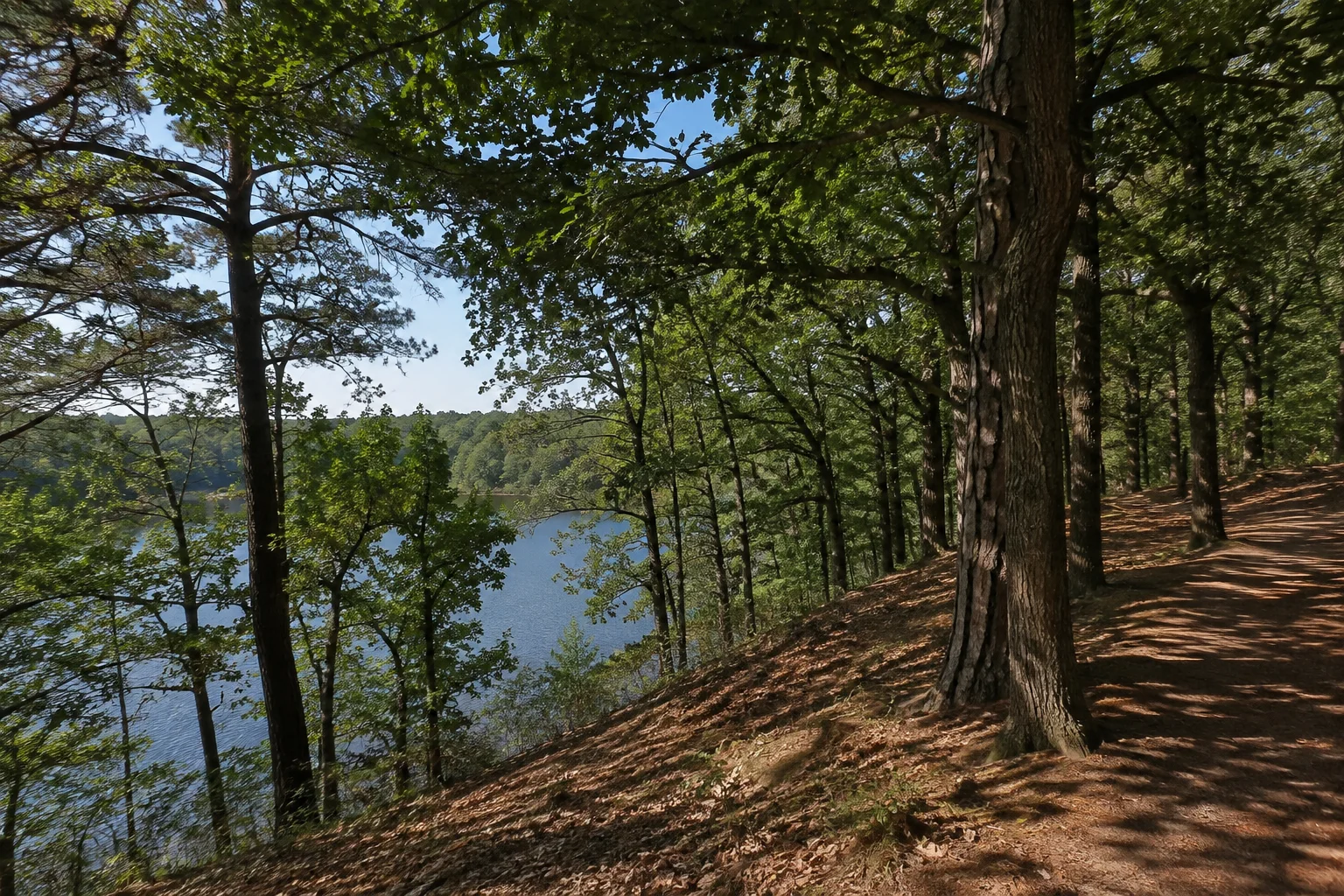 Kiefern- und Eichenhänge über der Havel.