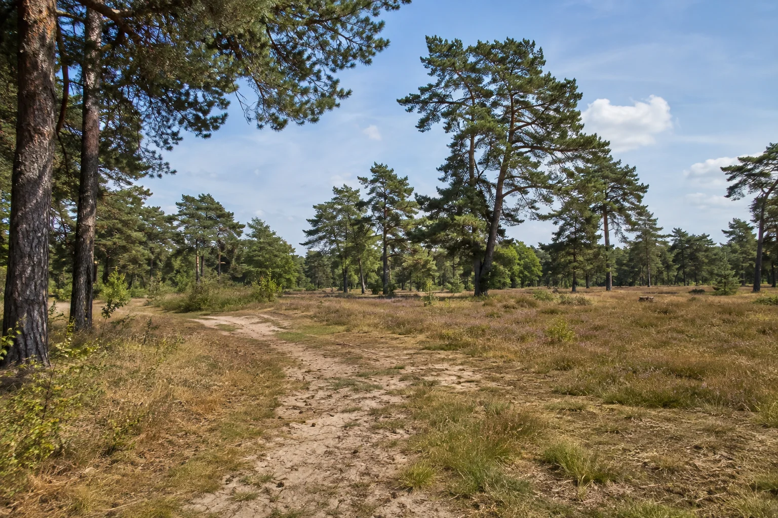 Havelland: Rathenow / Stadtforst: Sandiger Kiefernwald mit offenen Lichtungen.