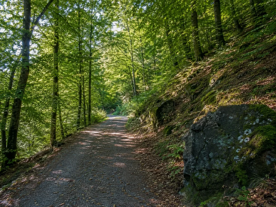 Hegauer Waldhang: Breiter Wanderweg am grünen Laubwaldhang mit einzelnen dunklen vulkanischen Felsblöcken