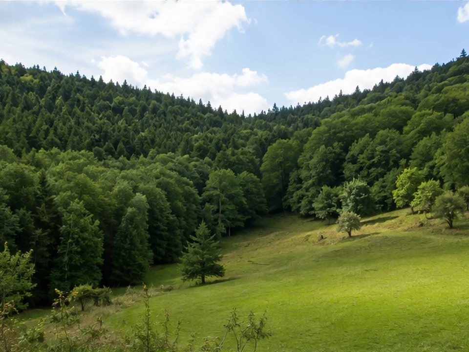 Jakobsthal: kleine Waldlichtung unter bewaldeten Rücken