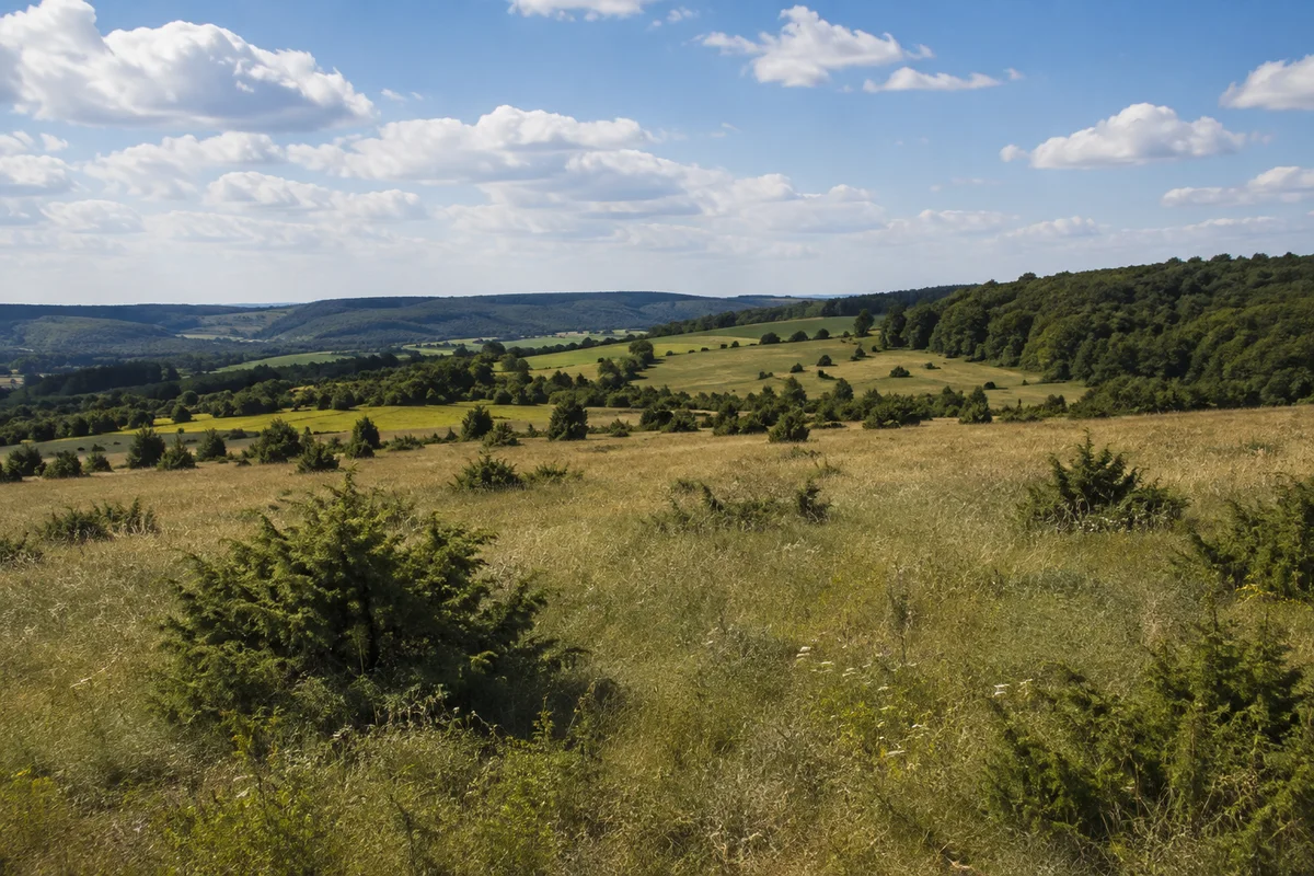 Offene Muschelkalkhochfläche bei Kalteneber mit hügeligen Feldern, Rainen und Buchenwaldrand