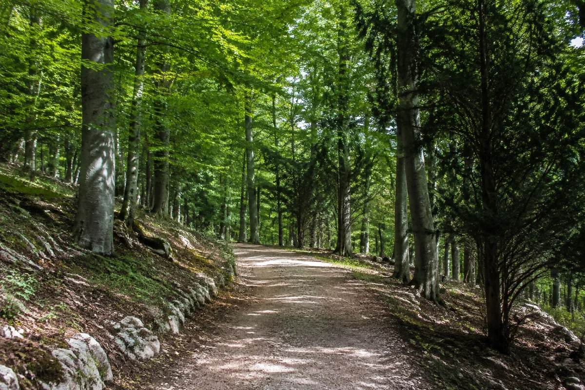 Heilbad Heiligenstadt: Breiter Wanderweg unter Buchen und einzelnen dunklen Eiben am kalkigen Iberg bei Heilbad Heiligenstadt