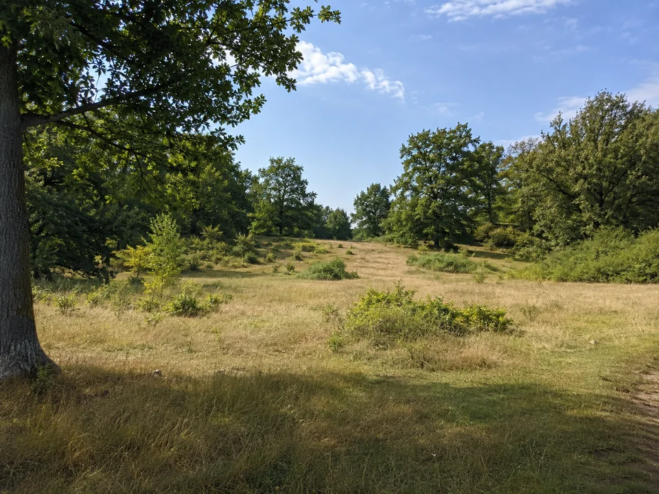 Heilbronner Waldheide: Offene grasige Waldlichtung auf sanfter Hochfläche, eingerahmt von Buchen und Eichen