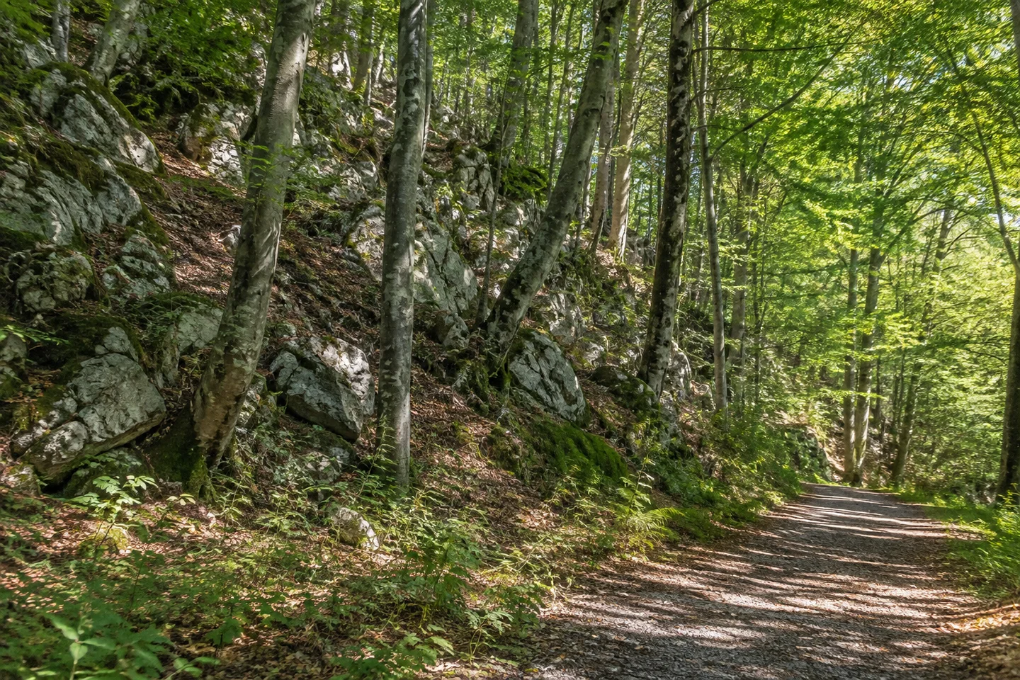 Bewaldeter Kalkhang bei Veilbronn, graue Dolomitblöcke zwischen Buchenstämmen, sicherer breiter Waldweg am Hangfuß, sanftes Tageslicht.