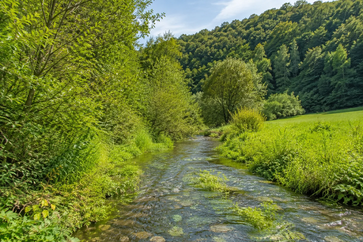 Heiligenstadt in Oberfranken: Schmaler Leinleiterbach im Wiesental nahe Heiligenstadt in Oberfranken, grüne Ufervegetation, dahinter zusammenhängender Buchenwald an Jurahängen.