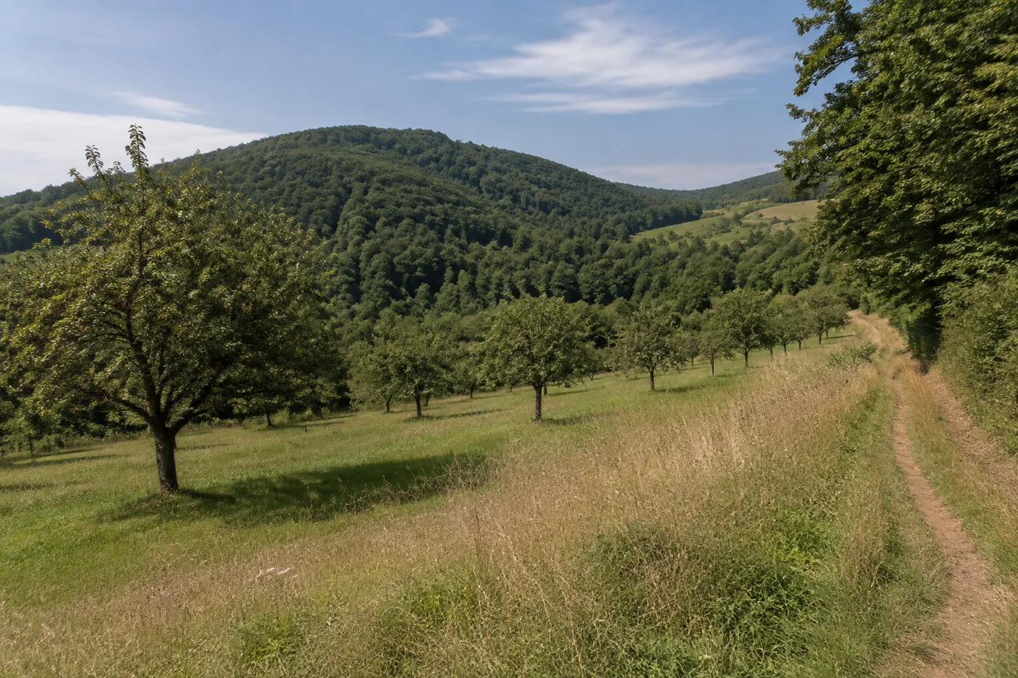 Hangwiesen bei Ober-Hambach im Odenwald, vereinzelte Obstbäume, bewaldete runde Kuppen und ein schmaler Weg am Wiesenrand.