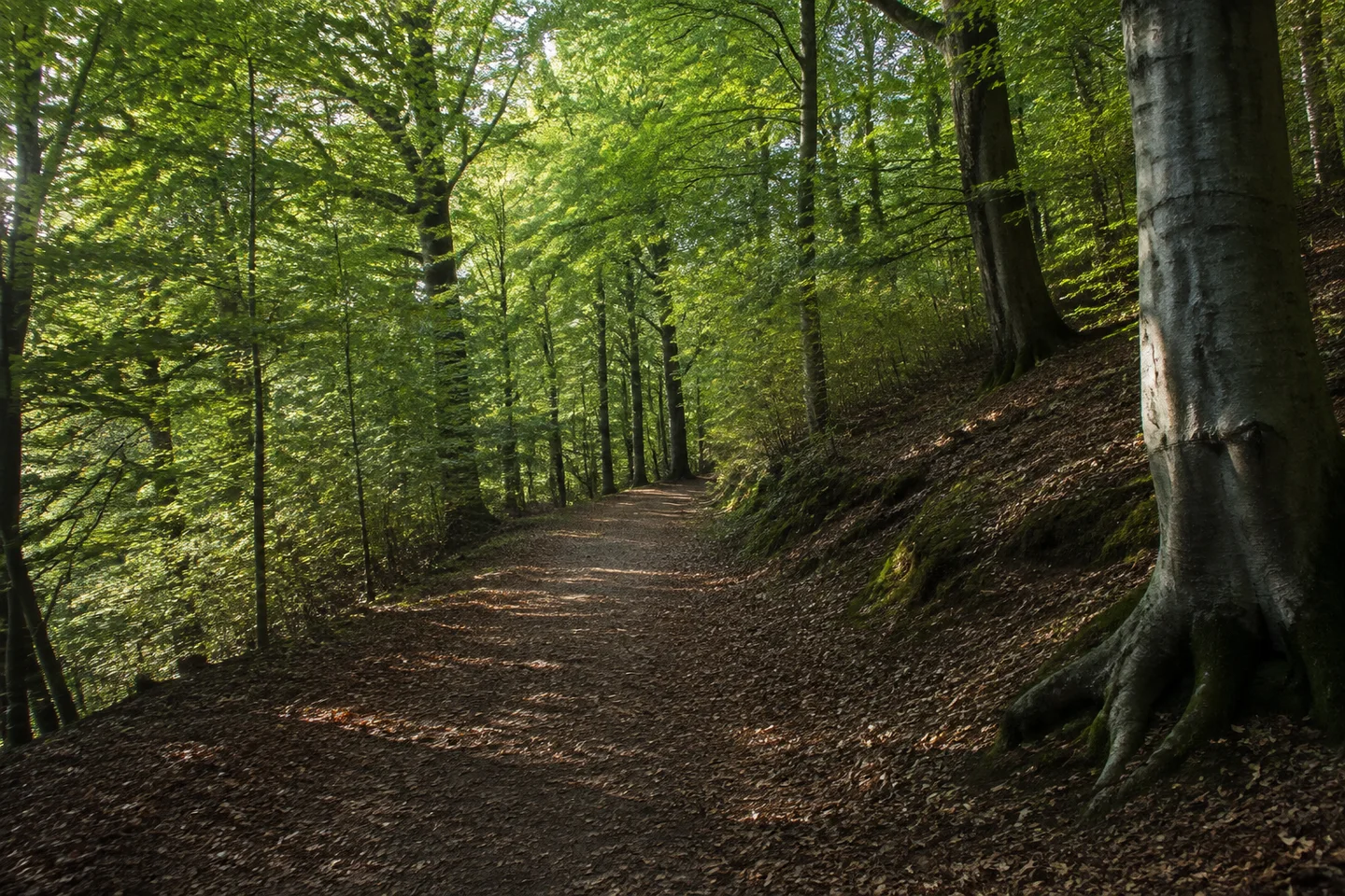 Breiter Waldweg bei Kirschhausen, alte Buchen und Eichen, hügeliger Boden, gefiltertes Licht auf brauner Laubstreu.