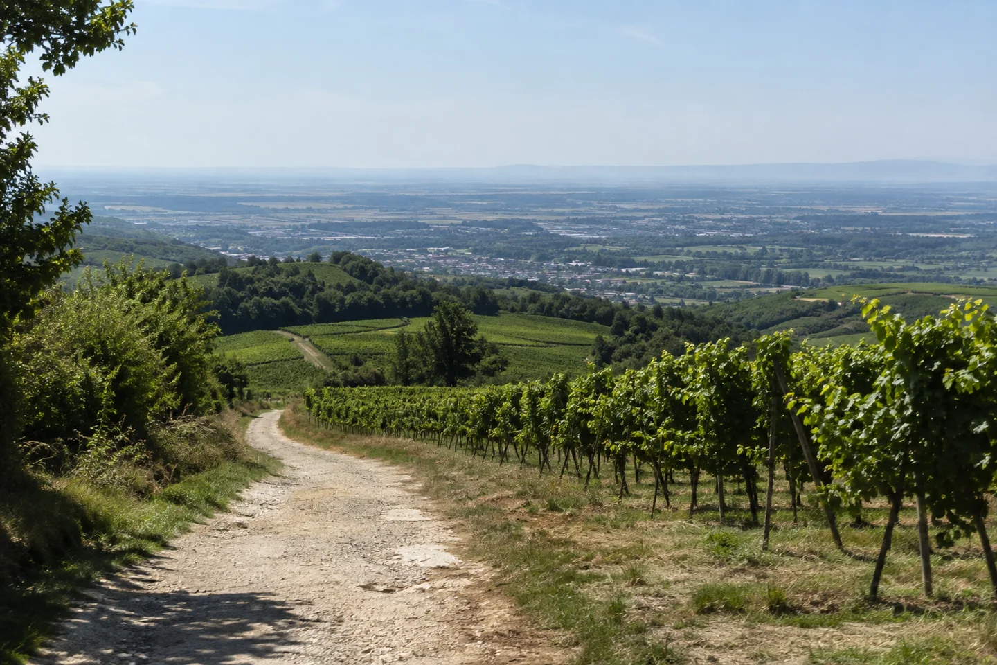 Heppenheim (Bergstraße): Grüne Rebhänge über Heppenheim an der Bergstraße, abfallende Rebzeilen, heller Wirtschaftsweg und breite dunstige Rheinebene; keine Burg im Bild.