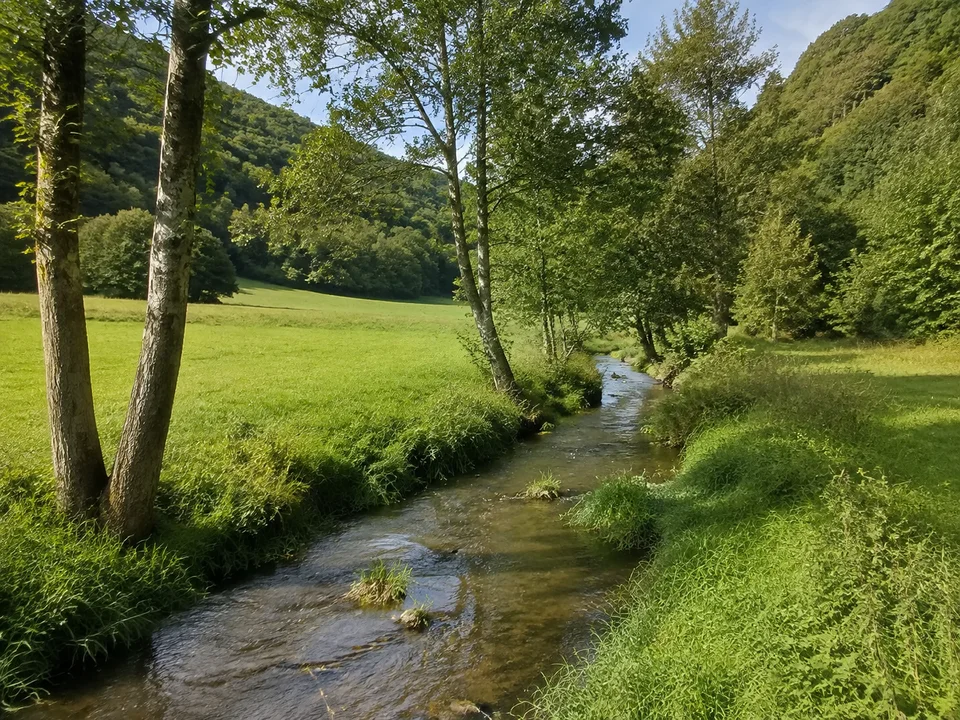 Dernbachtal bei Seelbach: Kleiner Bach zwischen grünen Wiesen, Erlen und flachen bewaldeten Hängen