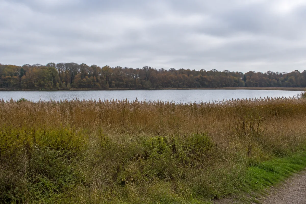 Ruhiger Gothensee mit breitem Schilfgürtel aus sicherem Abstand