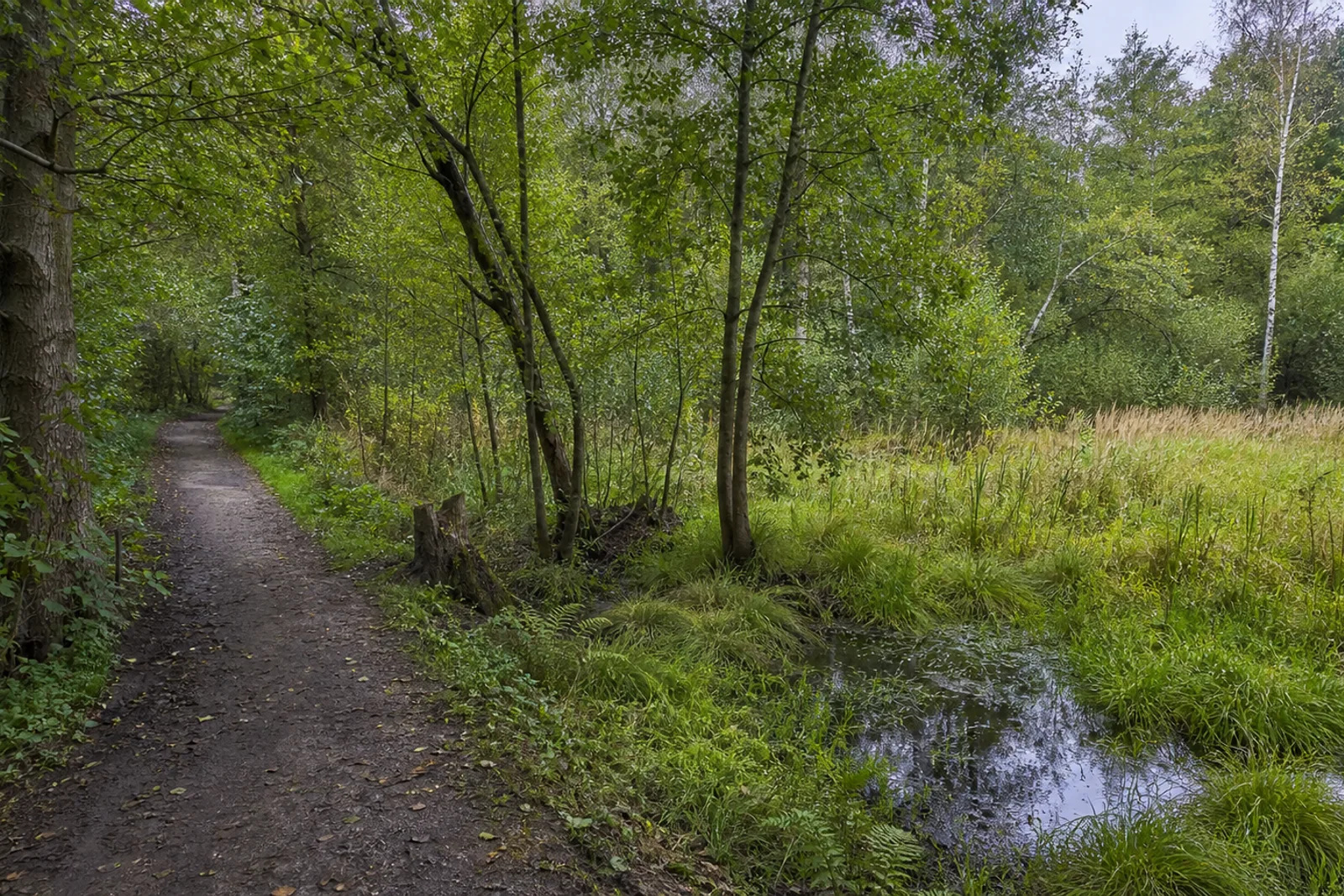 Feuchter Waldweg mit Graben und Wiesenöffnung im Langeloh