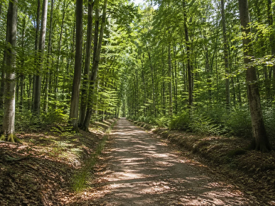 Wald bei Herrenberg: Breiter Weg durch hohen Buchenwald auf der Stellberg-Hochfläche ohne erfundenen Aussichtsturm