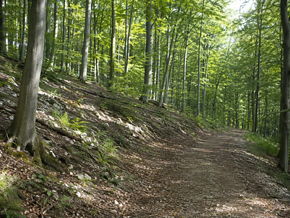 Arzbergwald bei Ellenbach: Buchenwald am Fuß des Arzbergs bei Ellenbach mit geneigtem, kalksteinigem Boden und breitem Waldweg.
