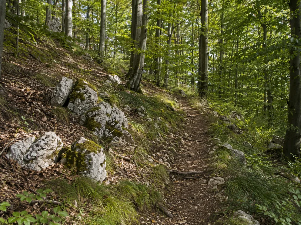 Kalkwald bei Hartenstein: Buchenwald am Hirtenberg bei Hartenstein mit kleinen hellen Kalkblöcken und mäßig steilem erdigem Pfad.