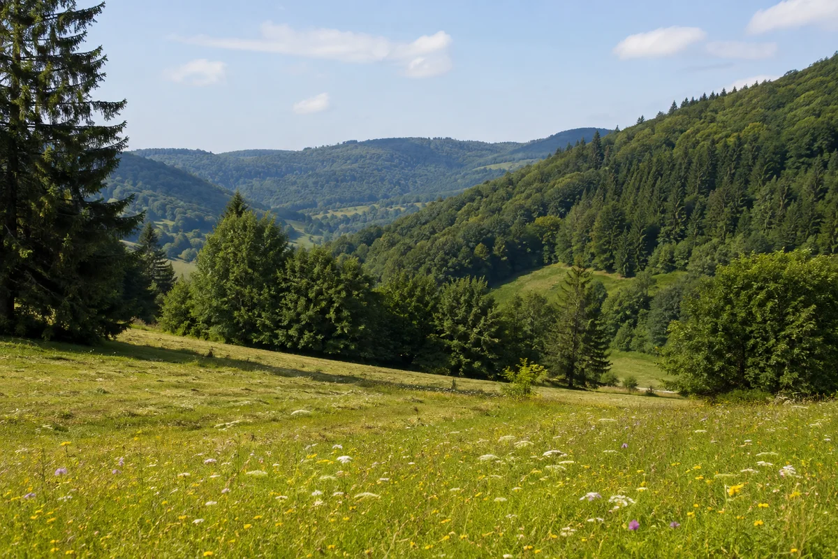 Blühende gemähte Bergwiese am Lonautal, Buchenhänge und einzelne Fichten, bescheidene Mittelgebirgshöhen