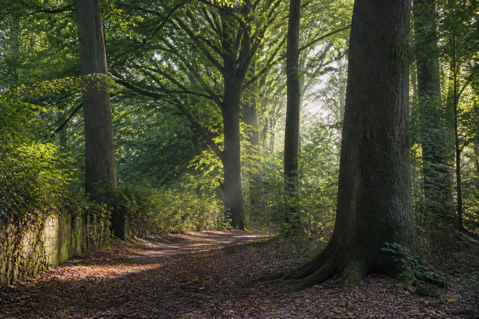 Herzebrock-Clarholz: Klosterwald beim Wandern in Herzebrock-Clarholz