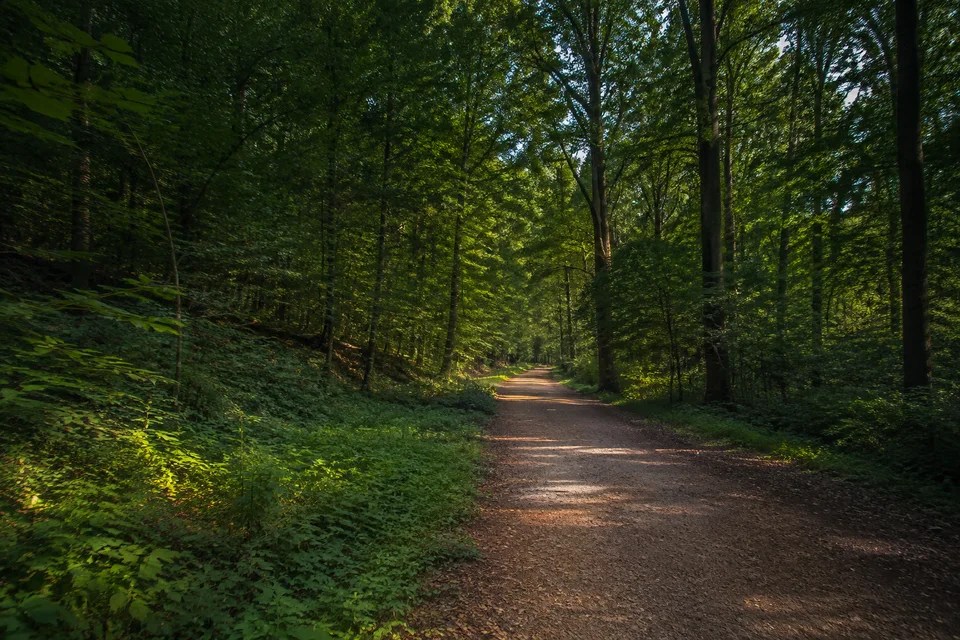 Waldlandschaft im Westen: Breiter Buchenwaldweg im Sachsenwald mit Eichen und grünem Unterwuchs