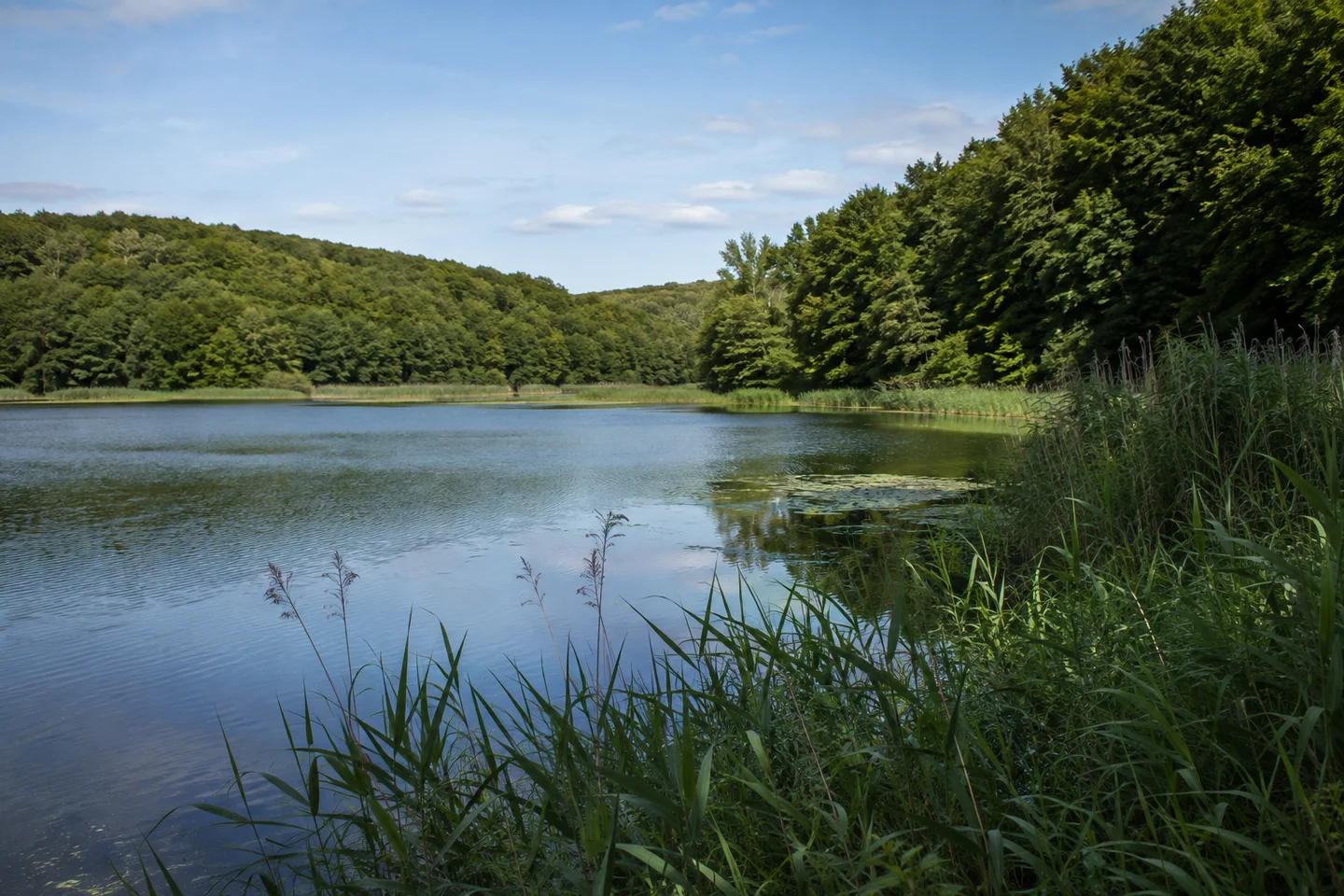 Herzogtum Lauenburg: Sachsenwald – Friedrichsruh: Lauenburgische Waldseen: Mittelgroßer See mit Schilf und dichtem Buchenwald auf niedrigen eiszeitlichen Hügeln