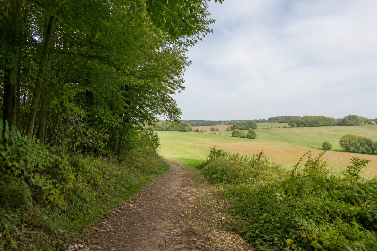 Schweichelner Wald beim Wandern in Hiddenhausen