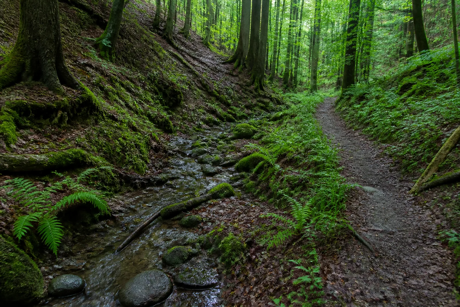 Waldweg an der Ferndorfquelle