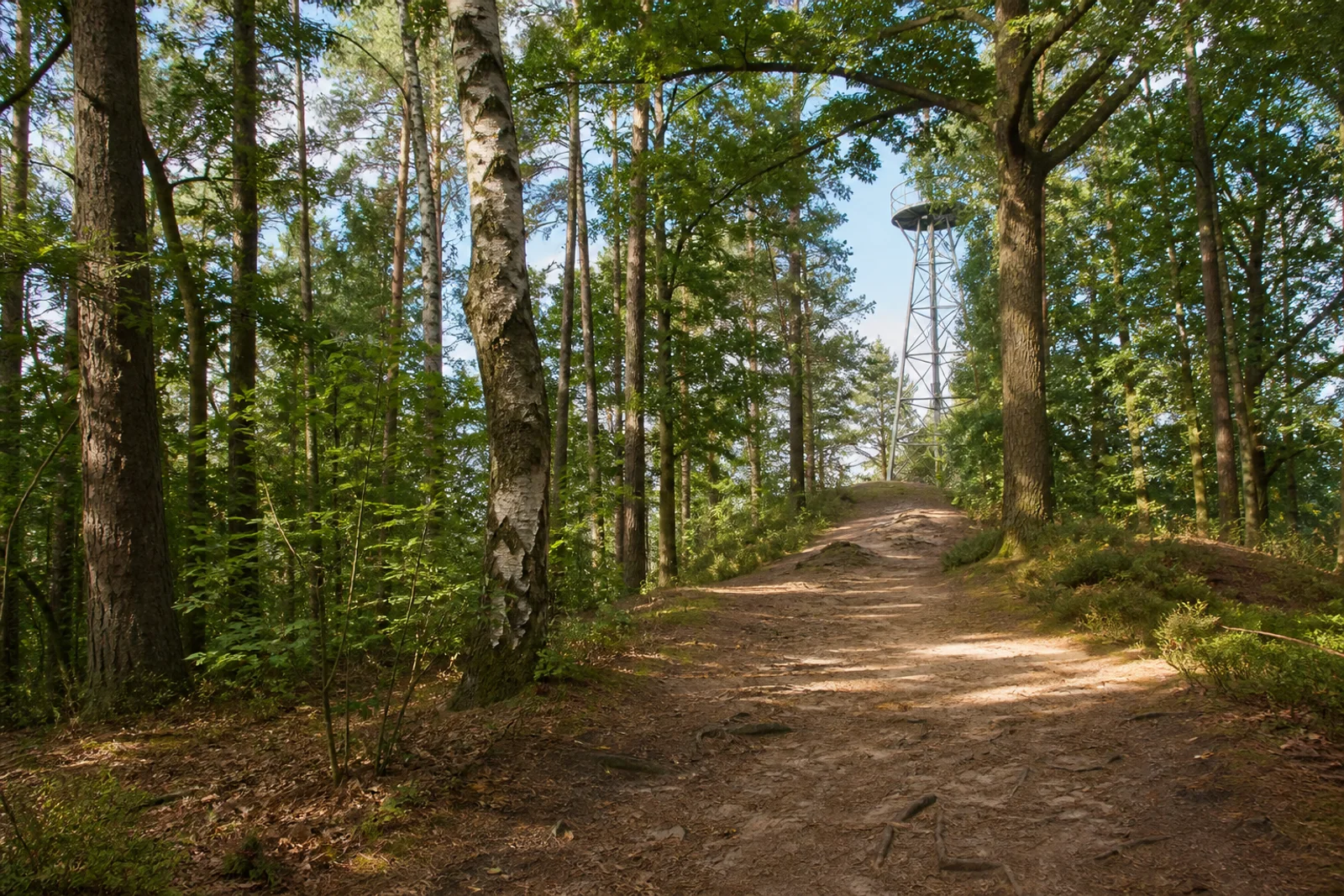 Waldweg am Jaberg in Hilden