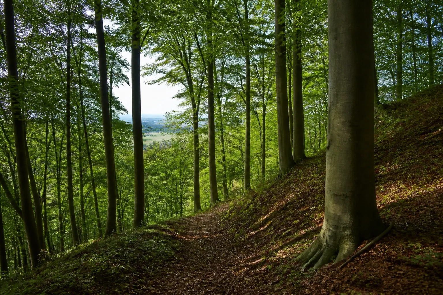 Rothenuffelner Nordhang