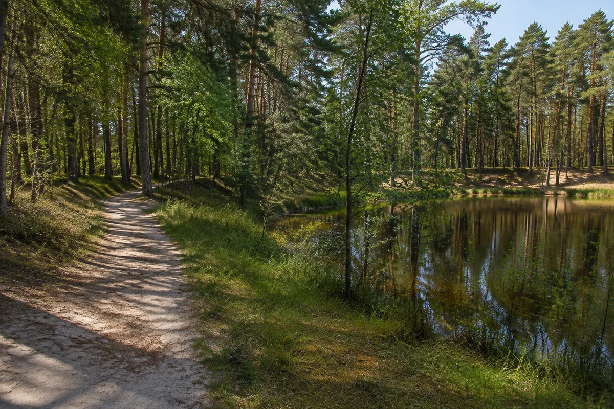 Kiefern-Laubmischwald bei Hofstetten westlich von Hilpoltstein, ruhiger kleiner Weiher zwischen Bäumen und sandiger Weg.