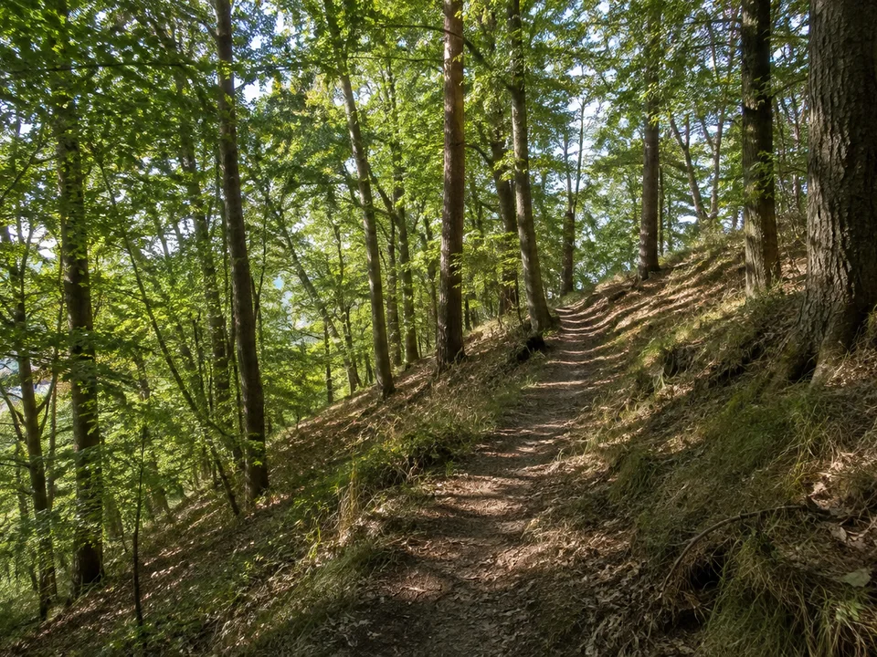 Laubwaldhang bei Tießau mit steigendem Wanderweg über sandig-lehmigem Boden