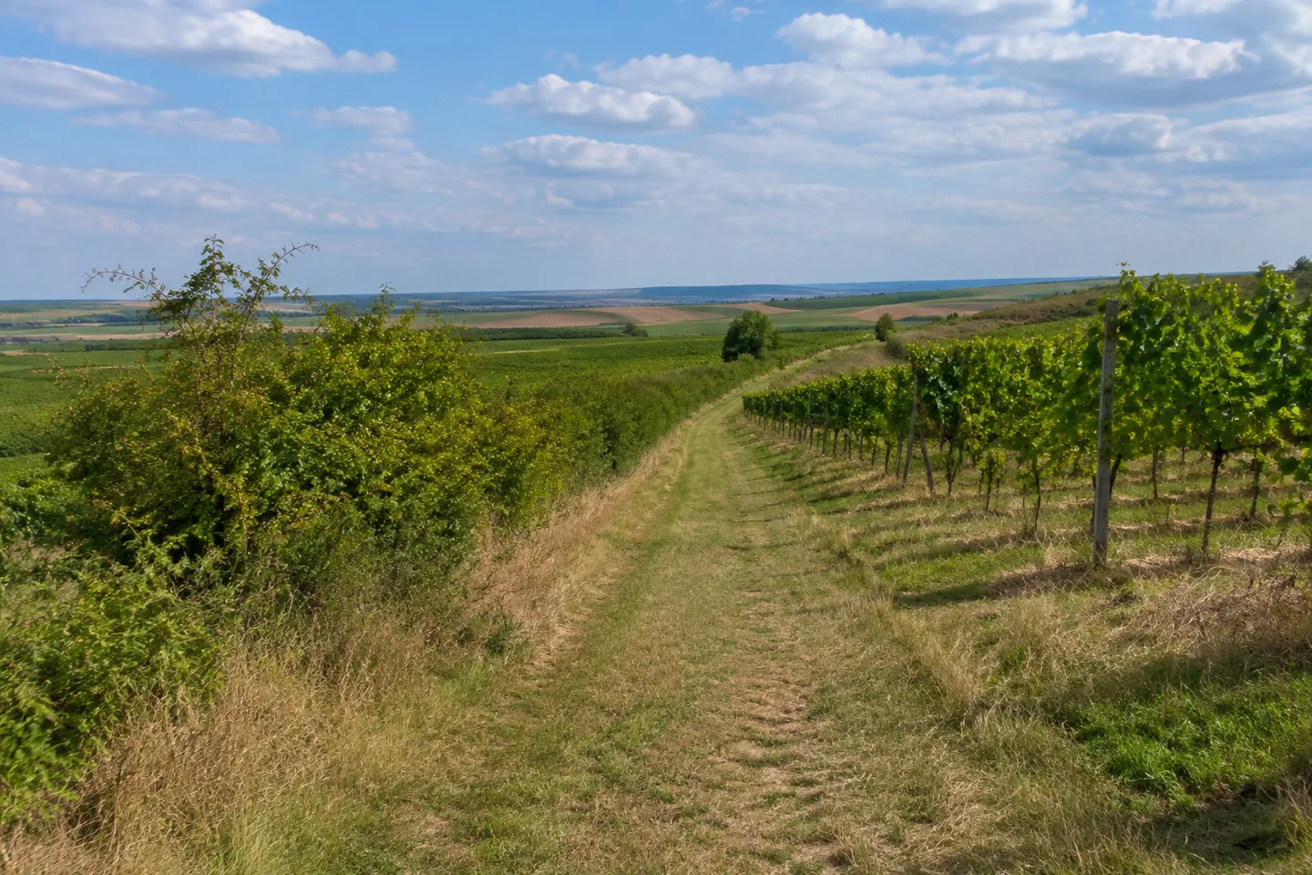 Grasiger Feldweg zwischen Weinbergen und niedrigen Hecken bei Stadecken-Elsheim.