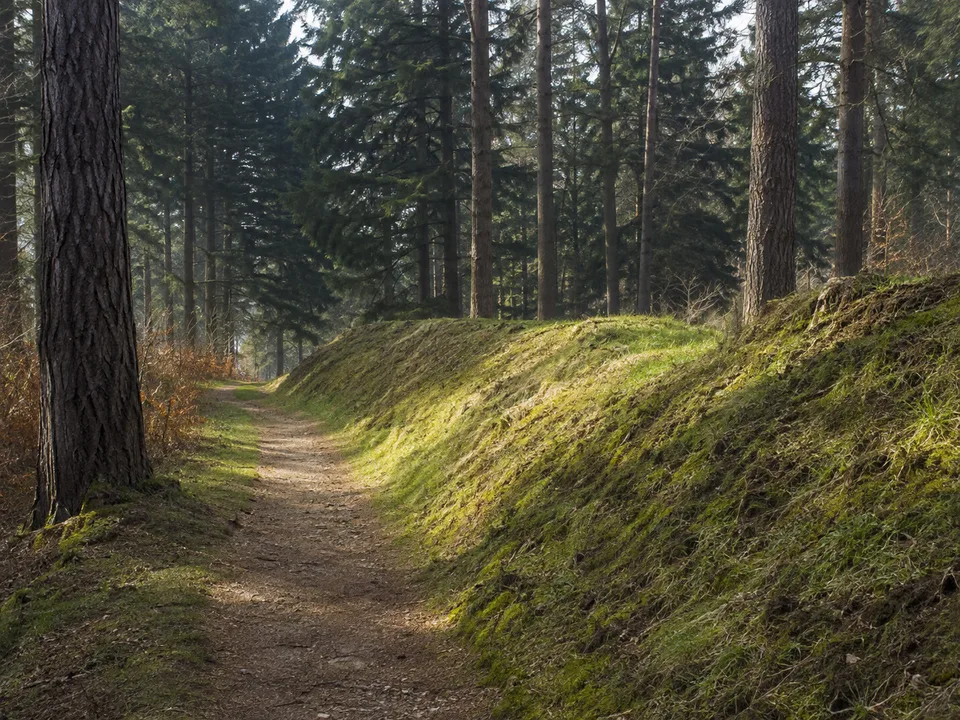 Saalburg und Limes: Waldweg entlang rekonstruierter römischer Grenzanlagen