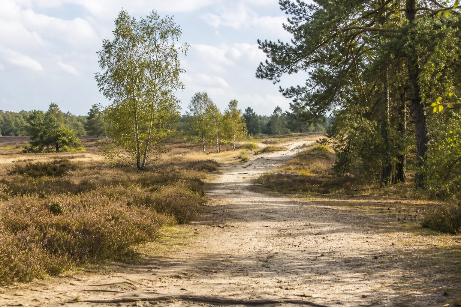 Sandweg durch Heide und Kiefern in der Moosheide
