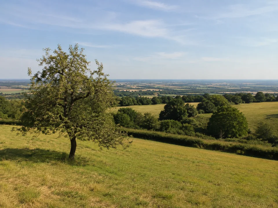 Langenhainer Wiesenhöhen: Offene grüne Kuppenwiesen mit einzelnen Obstbäumen, Hecken und weitem Blick in die flache Mainebene