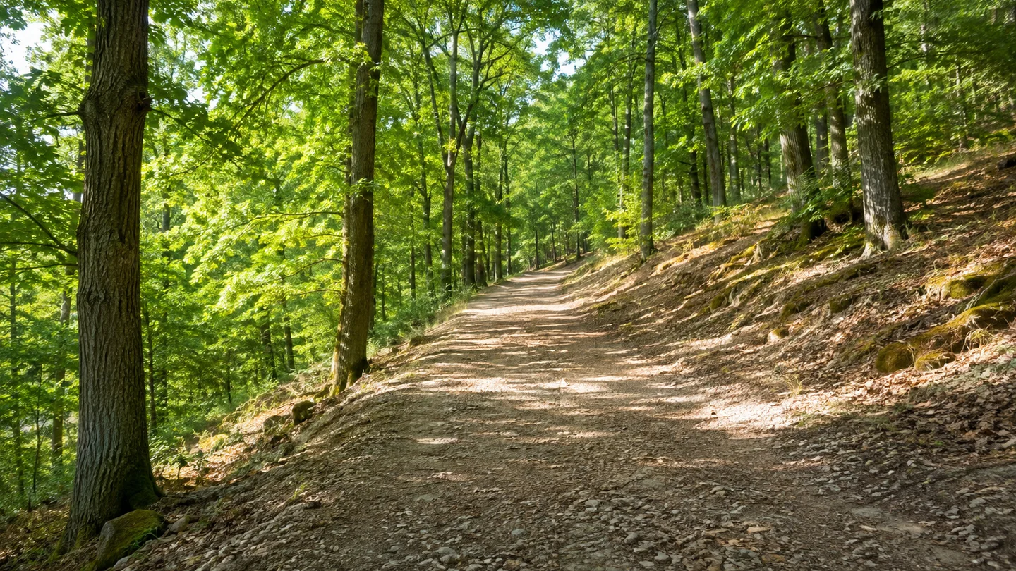 Hofheim am Taunus: Hofheim Bahnhof: Hofheimer Waldhänge: Breiter ansteigender Waldweg in sommerlichem Buchen- und Eichenwald mit hellem steinigem Boden